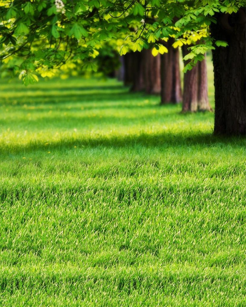 3D Grassland Trees 479 Stair Risers Wallpaper AJ Wallpaper