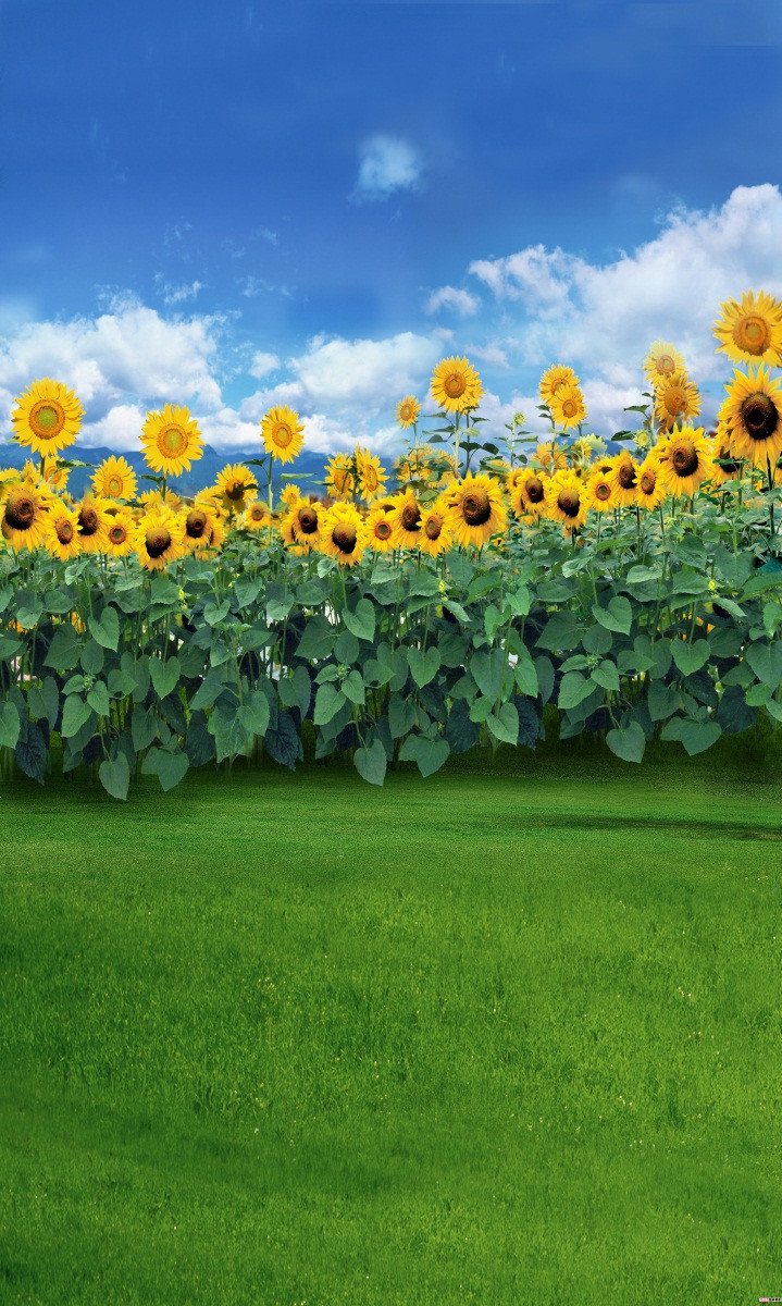 3D Grassland Sunflowers 54 Stair Risers Wallpaper AJ Wallpaper