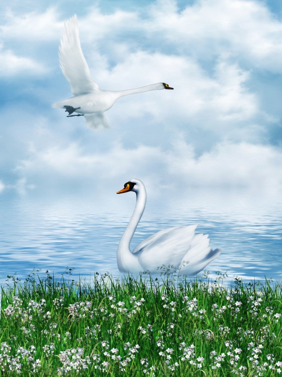 3D Lake Swans 381 Stair Risers Wallpaper AJ Wallpaper