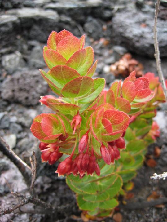 Flowering Sapling Wallpaper AJ Wallpaper