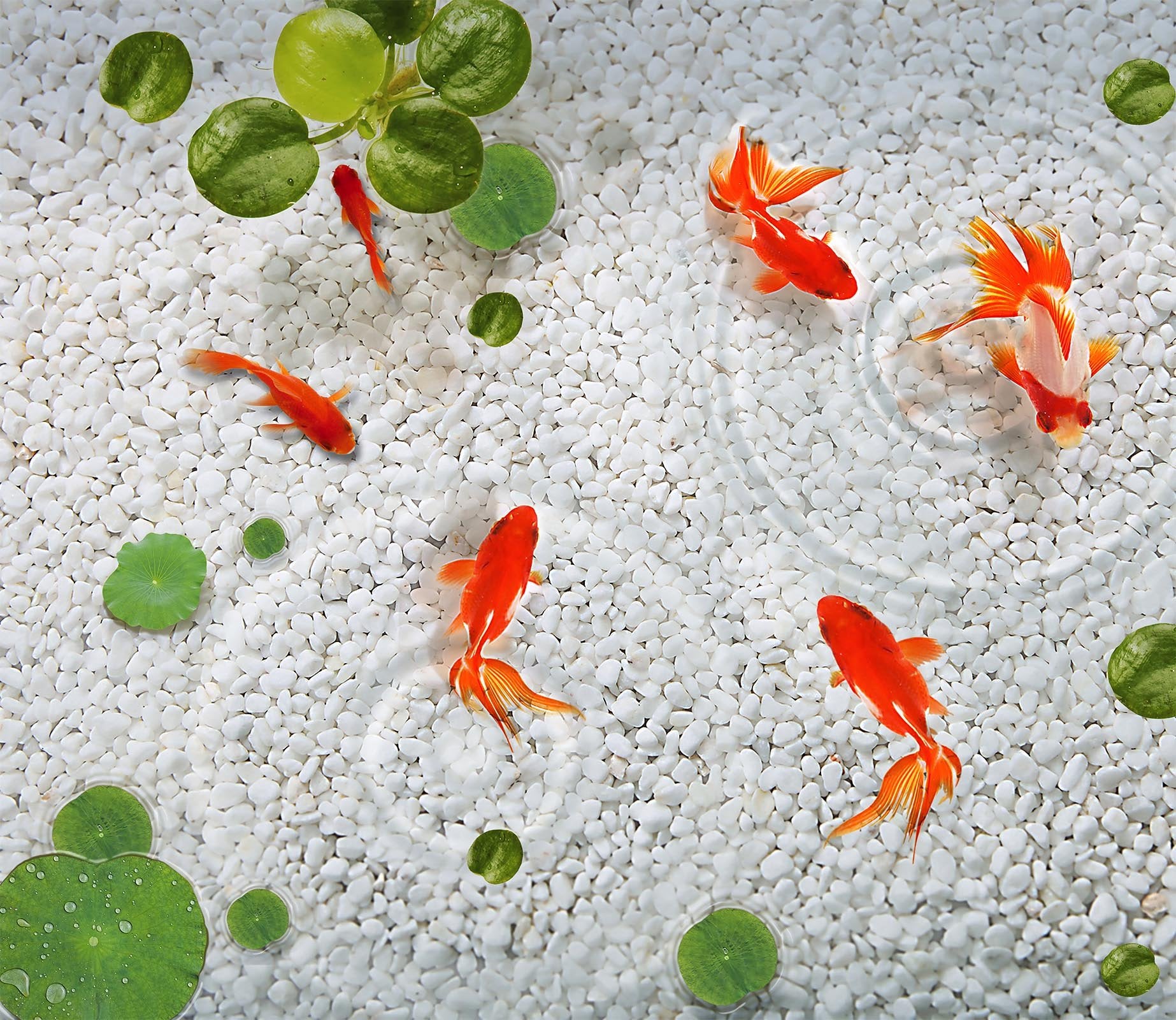 3D GOLDFISH FLOOR MURAL Wallpaper AJ Wallpaper 2