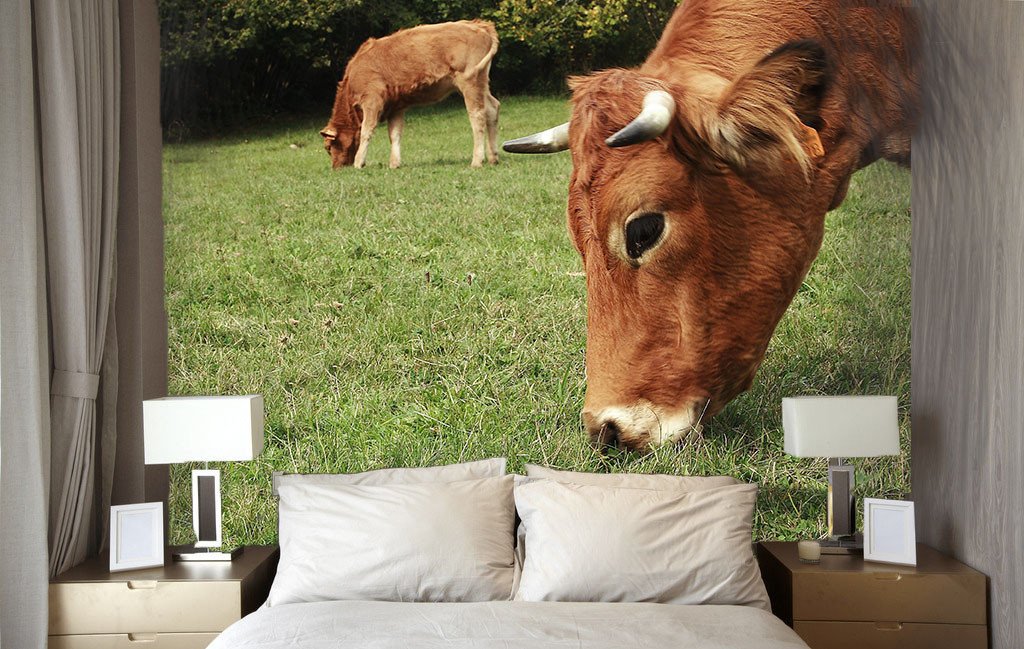 Browsing Cattles 1 Wallpaper AJ Wallpaper