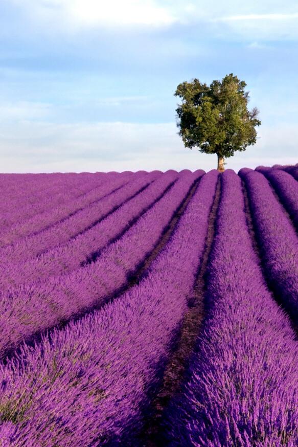 Lavender Fields 3 Wallpaper AJ Wallpaper