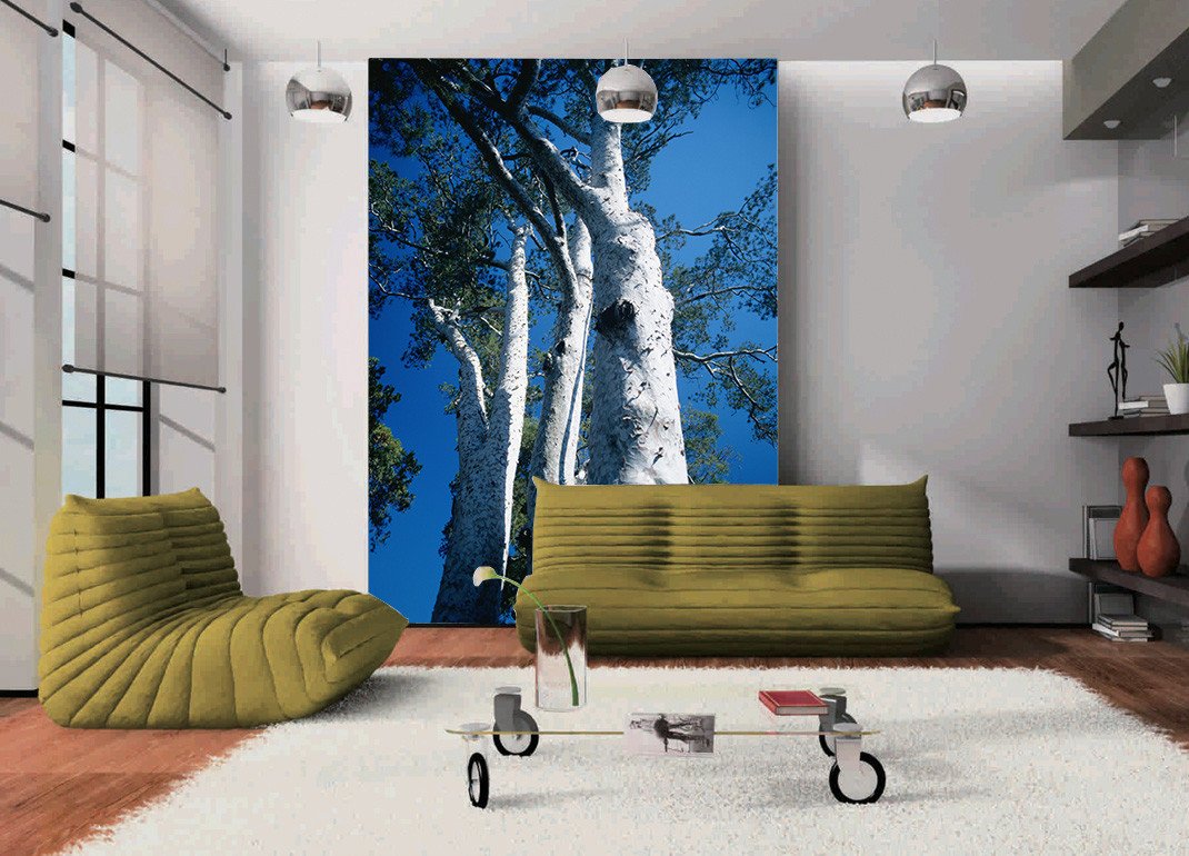 White Bark Tree Wallpaper AJ Wallpaper