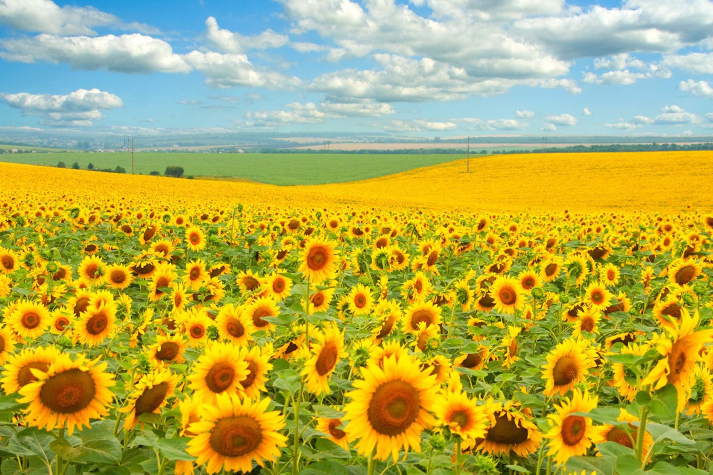 3D Sunflowers Field 05 Garage Door Mural Wallpaper AJ Wallpaper