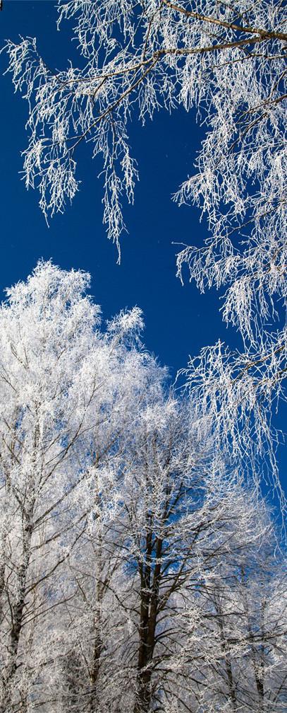 3D snow tree blue sky white clouds door mural Wallpaper AJ Wallpaper