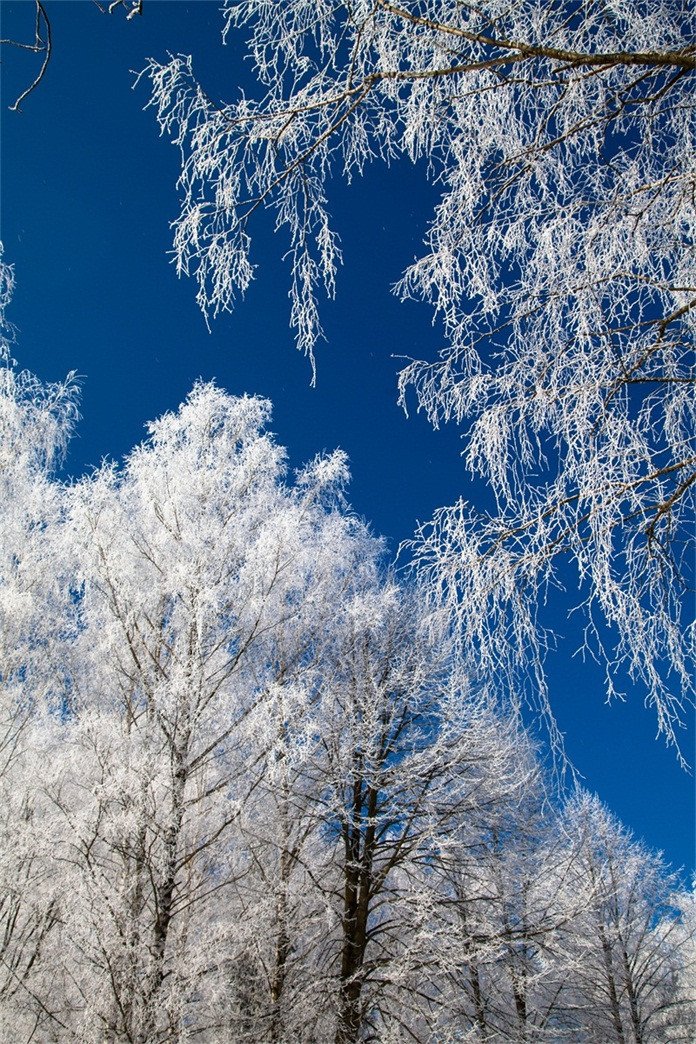 3D Pretty Silver Trees 481 Stair Risers Wallpaper AJ Wallpaper