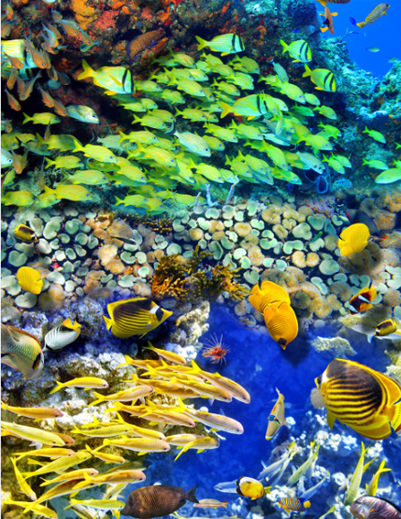 3D Colorful Ocean Floor Mural Wallpaper AJ Wallpaper 2