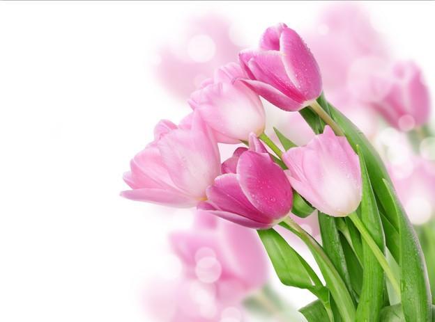 Beautiful Pink Tulips Wallpaper AJ Wallpaper