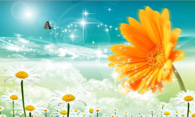 Beautiful Chrysanthemums Wallpaper AJ Wallpaper