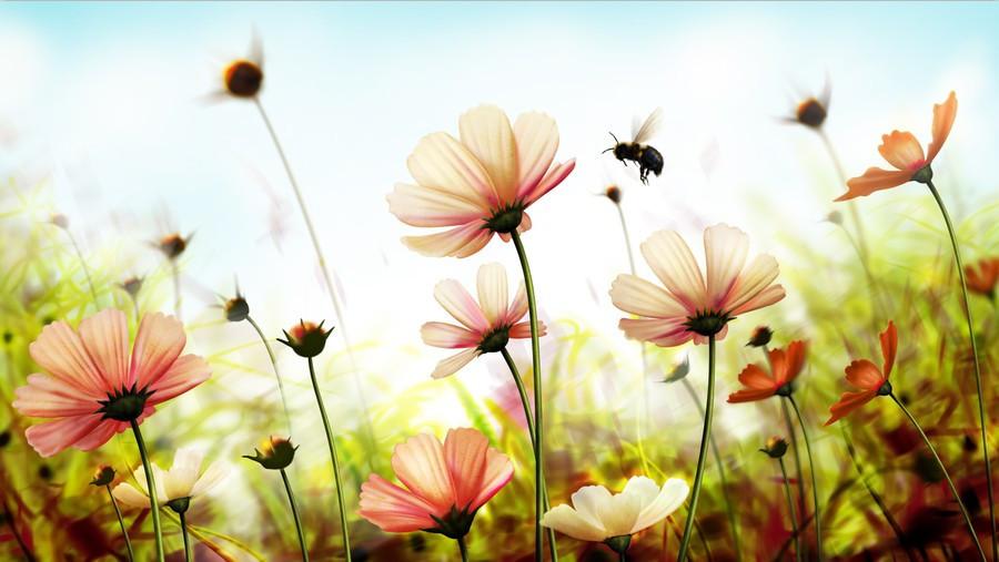 Beautiful Flowers Fields Wallpaper AJ Wallpaper