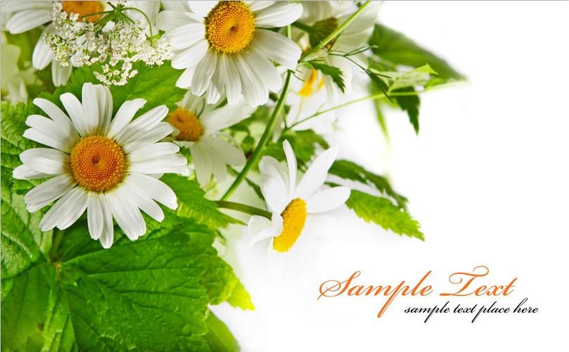 Chamomiles Wallpaper AJ Wallpaper