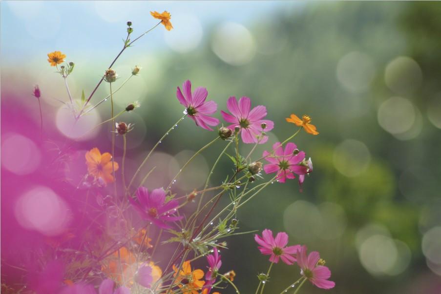 Beautiful Wildflowers 1 Wallpaper AJ Wallpaper