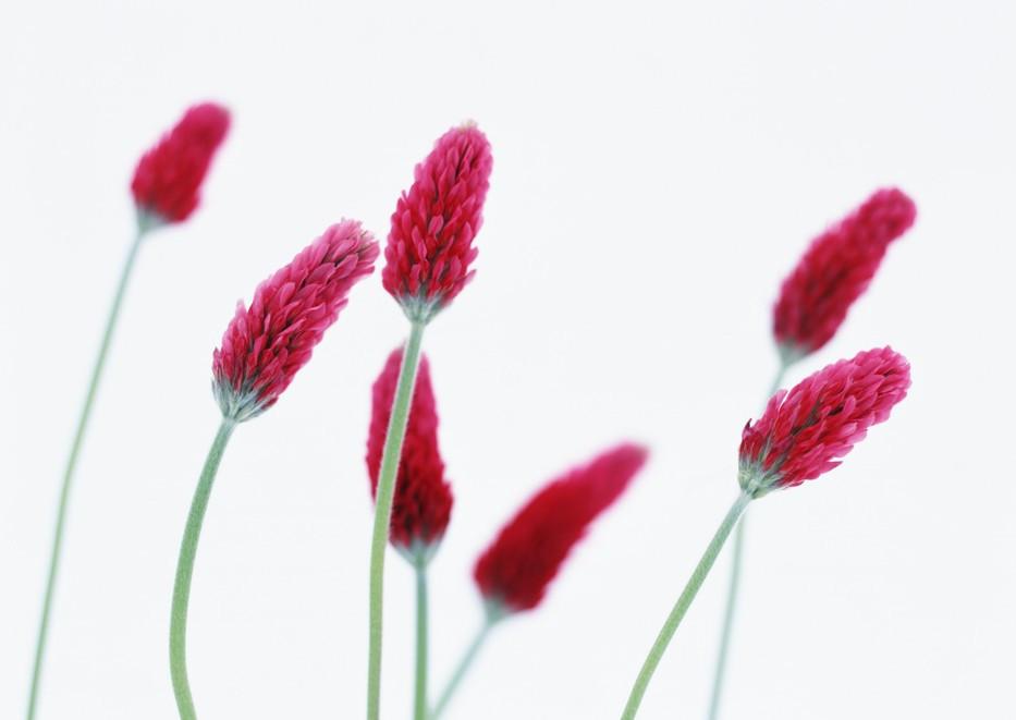 Swaying Red Flowers 1 Wallpaper AJ Wallpaper