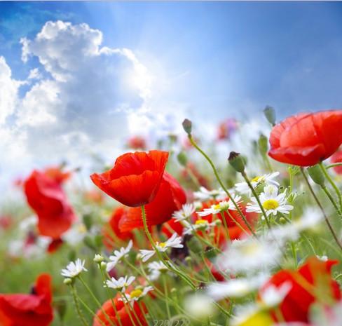 Beautiful Flowers 1 Wallpaper AJ Wallpaper