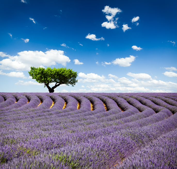 Lavender Fields 1 Wallpaper AJ Wallpaper