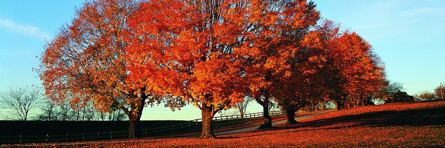 Orange Trees Wallpaper AJ Wallpaper