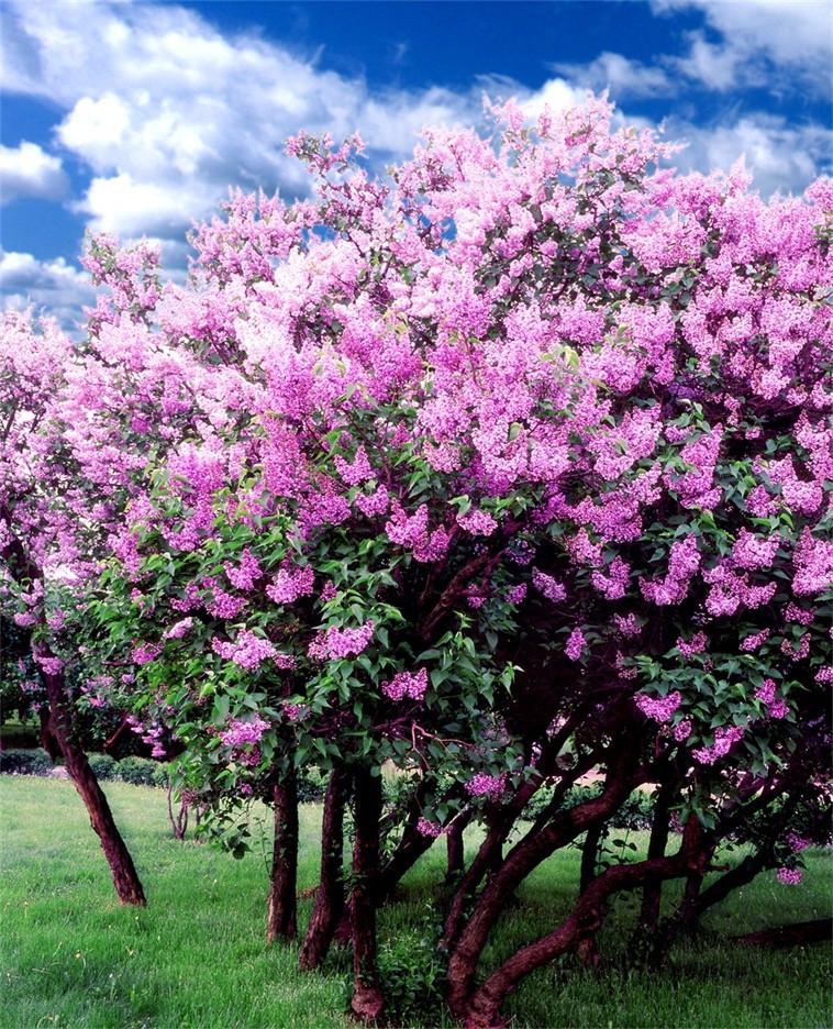 3D Beautiful Flowering Trees 5 Stair Risers Wallpaper AJ Wallpaper