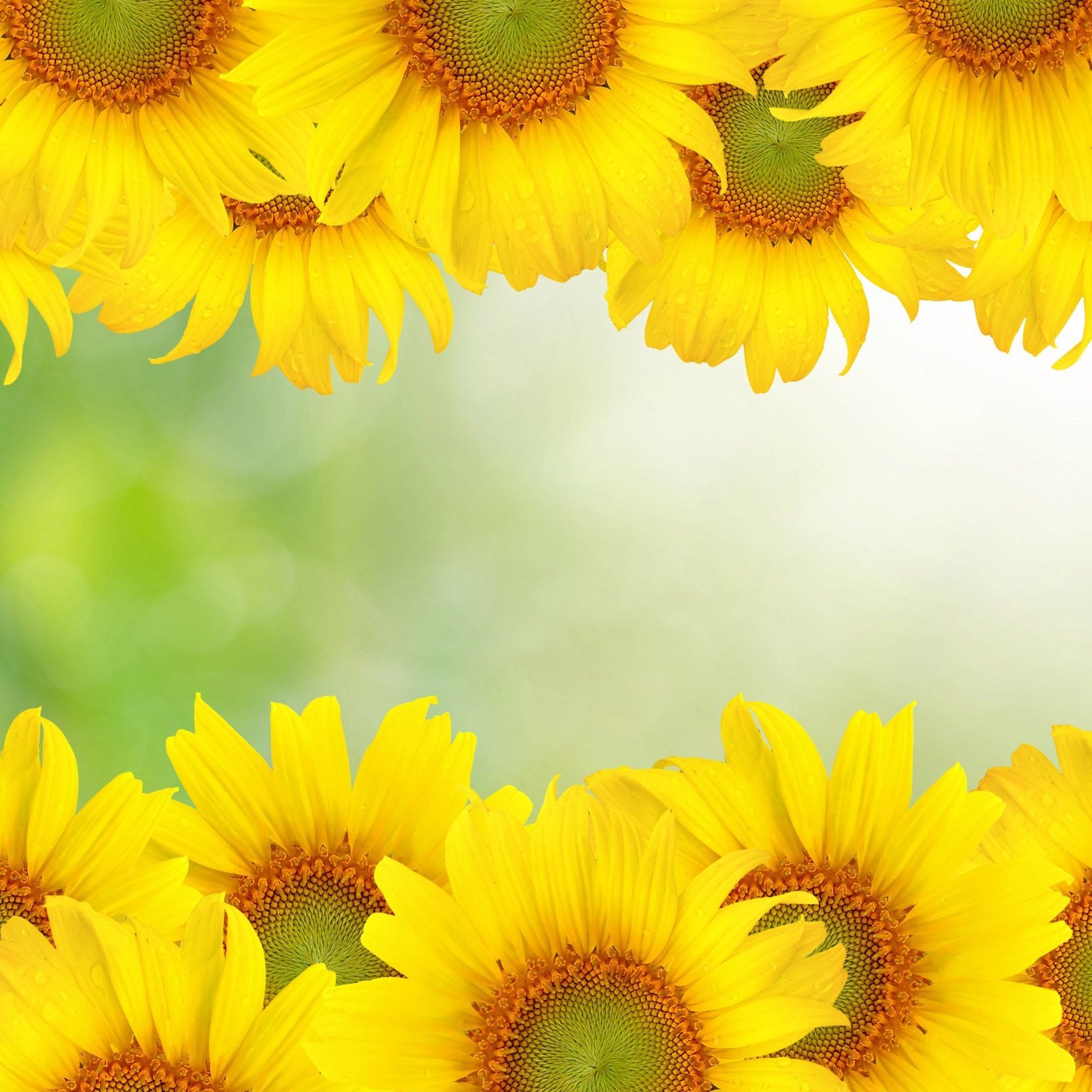Bright Sunflowers Dews Wallpaper AJ Wallpaper