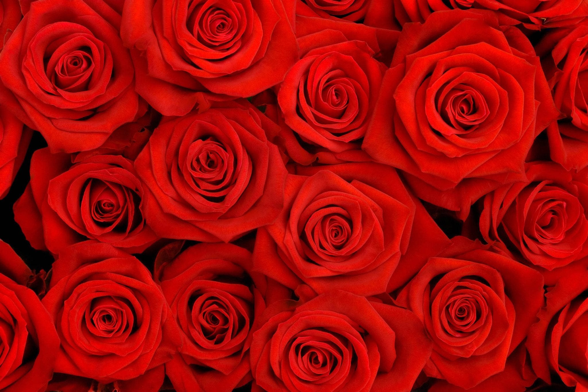 Dense Red Roses Wallpaper AJ Wallpaper