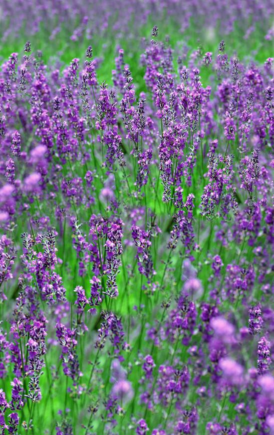 Purple Blossoms 5 Wallpaper AJ Wallpaper