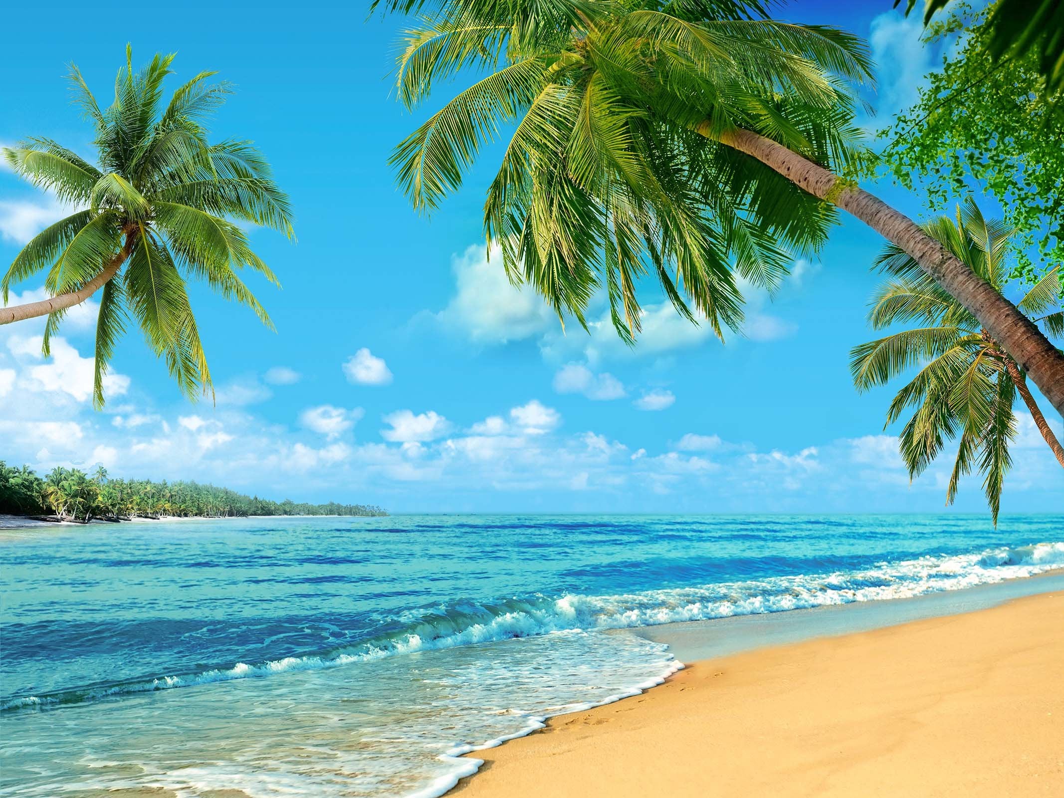 3D Beach Tree 012 Wall Murals Wallpaper AJ Wallpaper 2