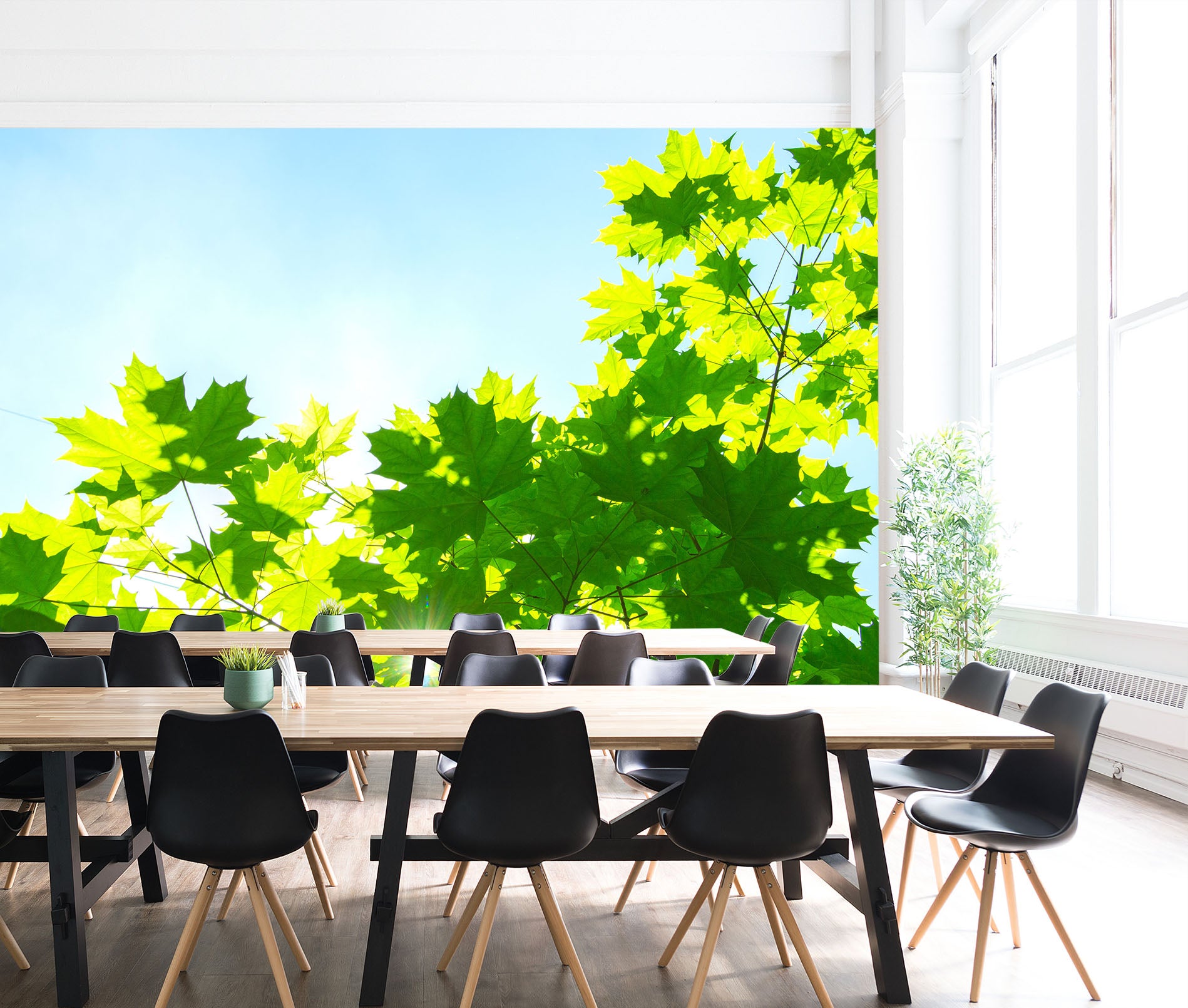 3D Sunlight Leaves 048 Wall Murals