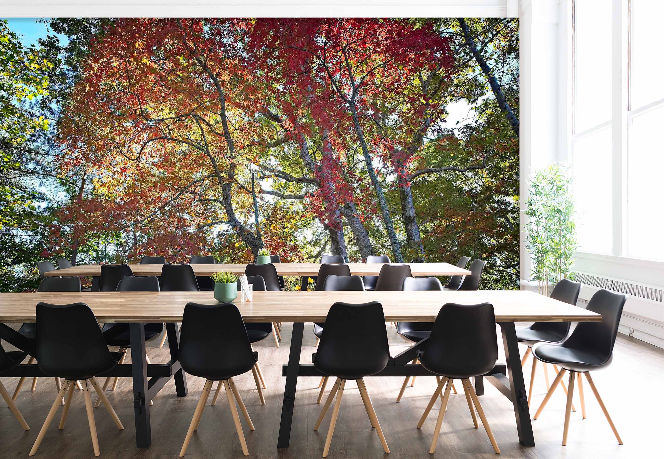 3D Forest Park 120 Kathy Barefield Wall Mural Wall Murals