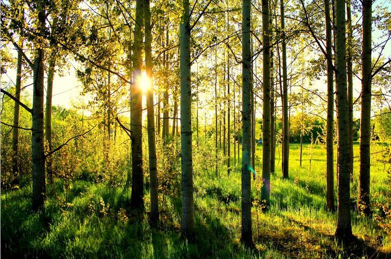 Straight Trees 1 Wallpaper AJ Wallpaper