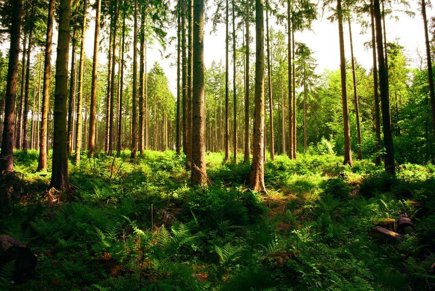 Brushwood Wallpaper AJ Wallpaper