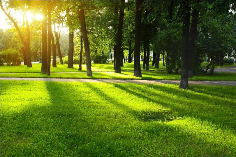 Grassland 2 Wallpaper AJ Wallpaper