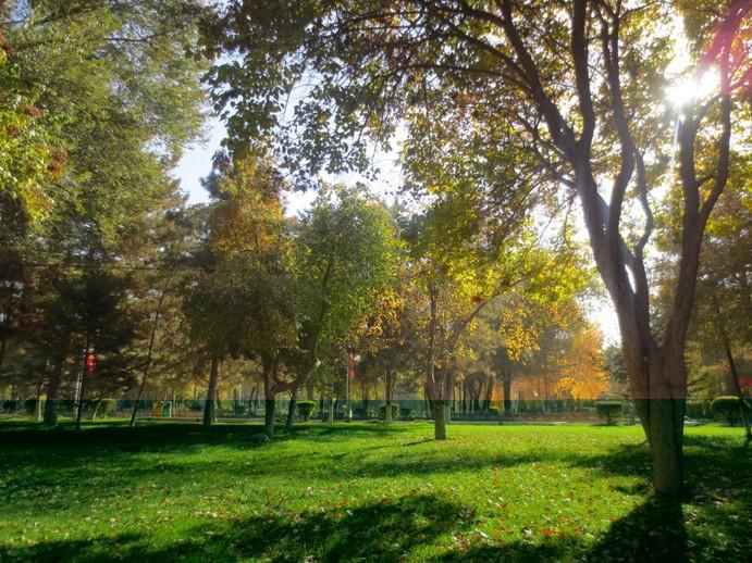 Trees And Grassland Wallpaper AJ Wallpaper