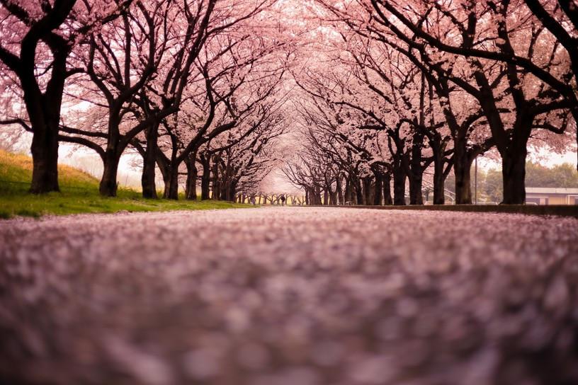 Blooming Cherry Trees Wallpaper AJ Wallpaper