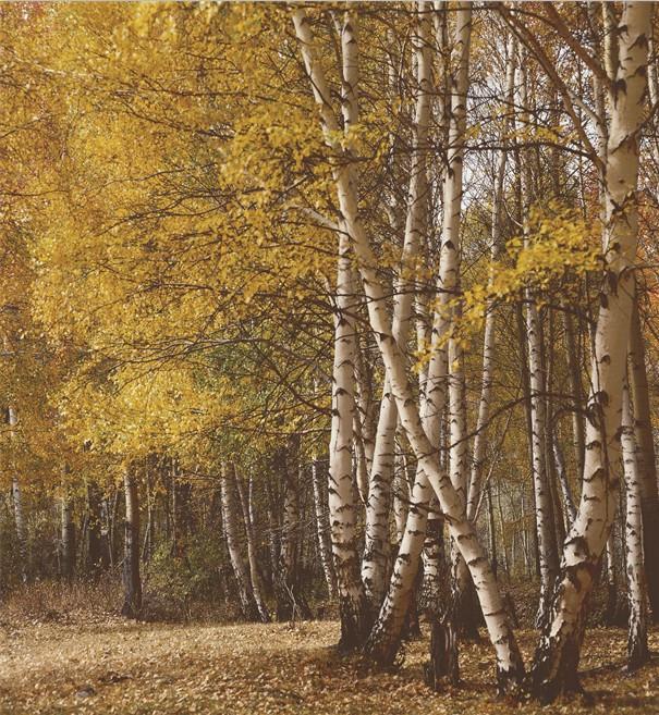 White Birch Forest Wallpaper AJ Wallpaper