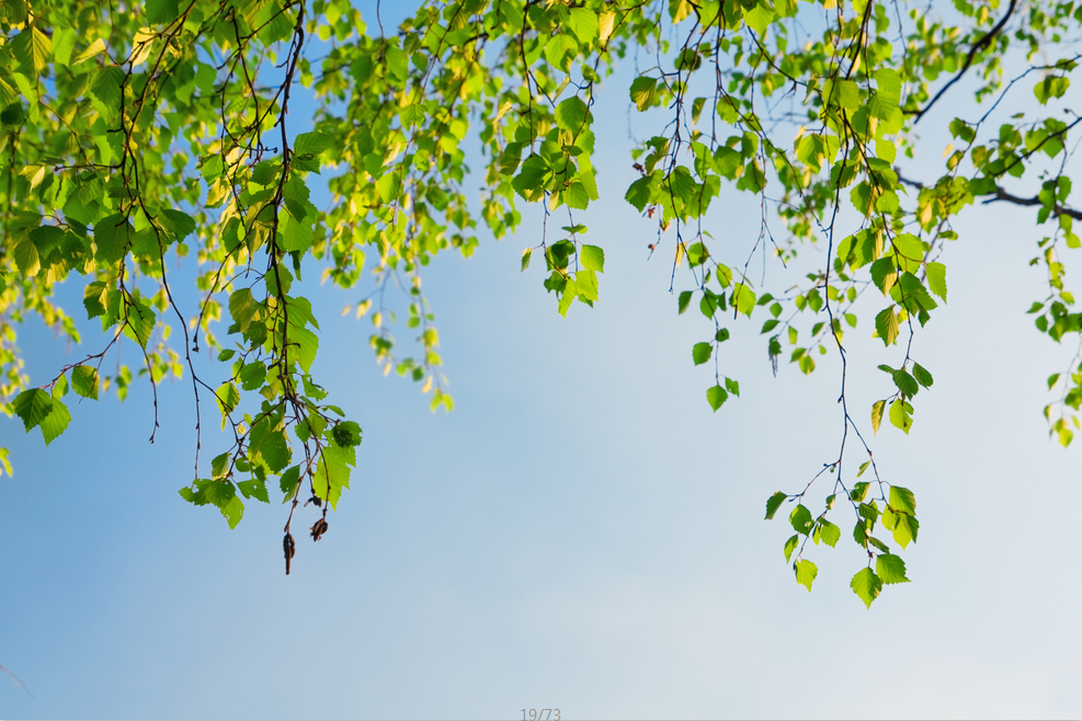 Falling Green Branches 1 Wallpaper AJ Wallpaper
