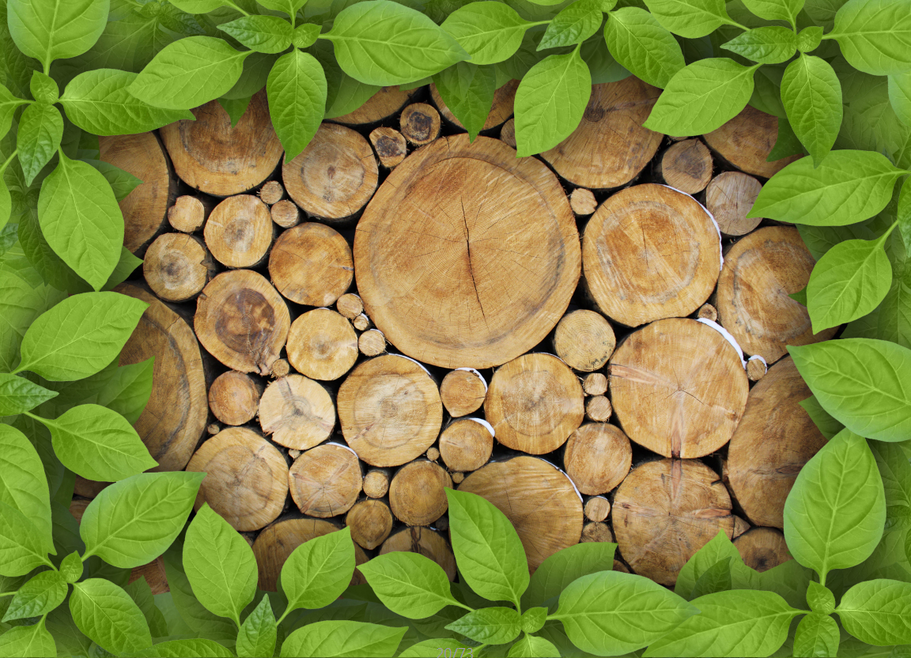 Tree Rings Wallpaper AJ Wallpaper