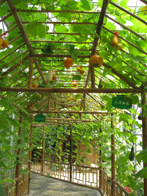 Pumpkin Garden Wallpaper AJ Wallpaper