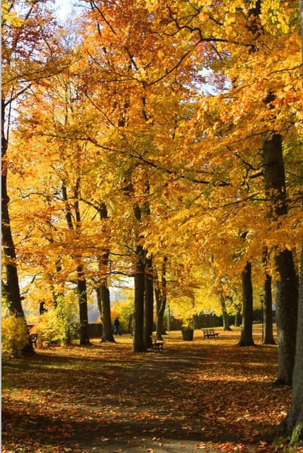 Yellow Leaves Wallpaper AJ Wallpaper