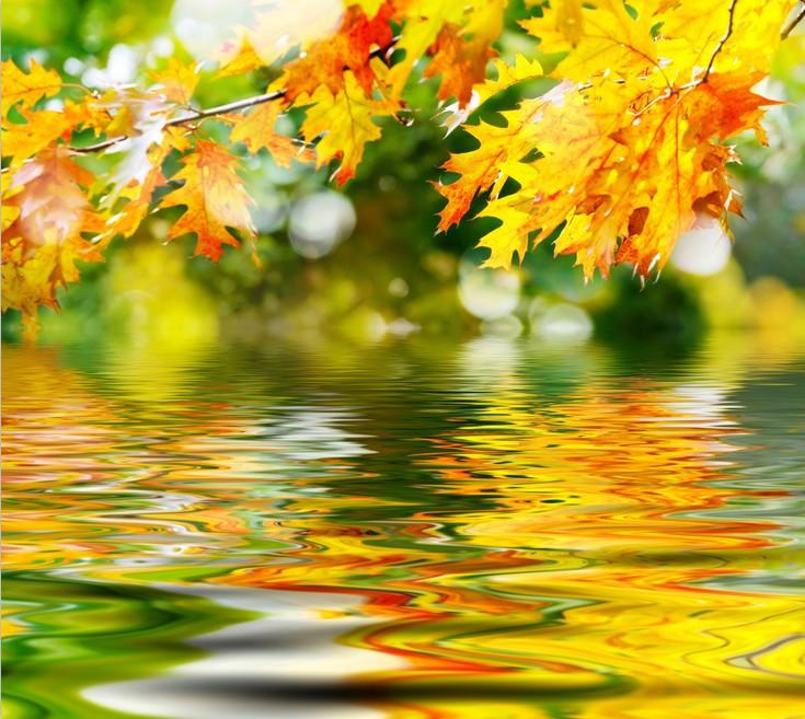 Hanging Maple Leaves Wallpaper AJ Wallpaper