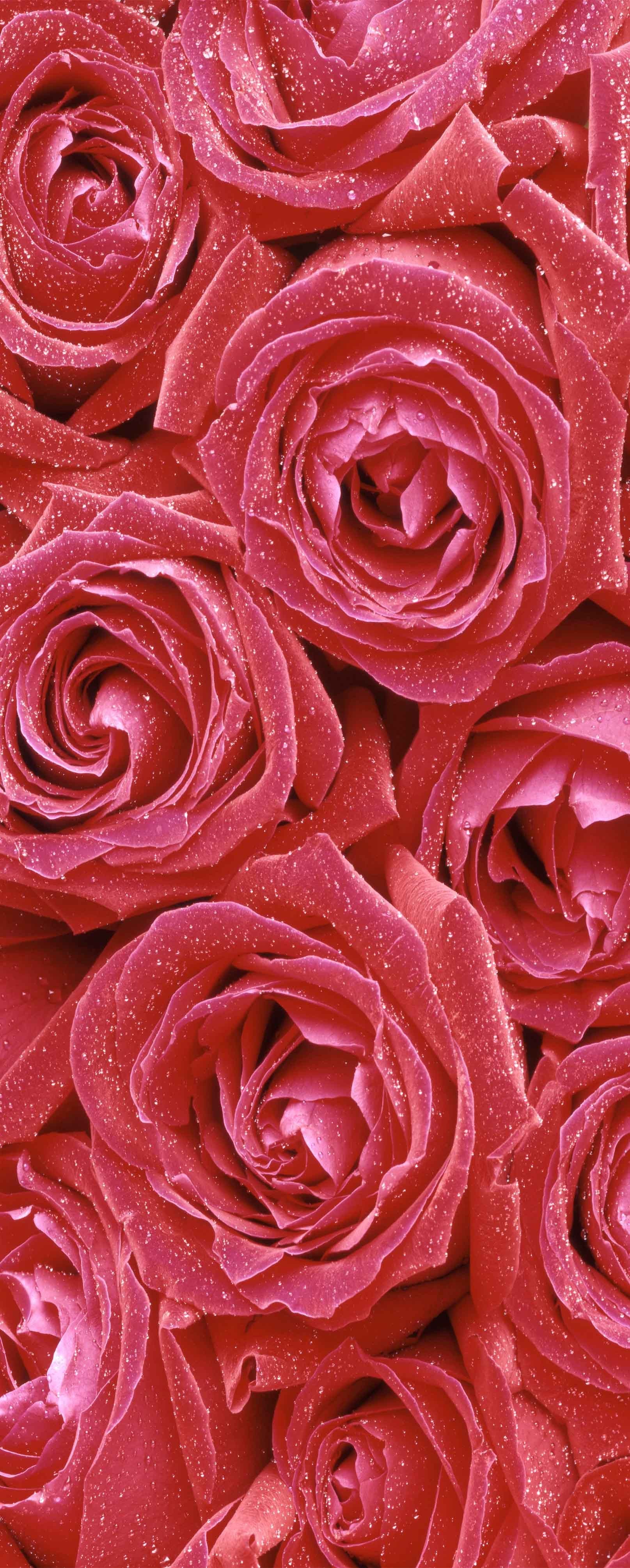 3D Red Roses Dews 1283 Stair Risers Wallpaper AJ Wallpaper