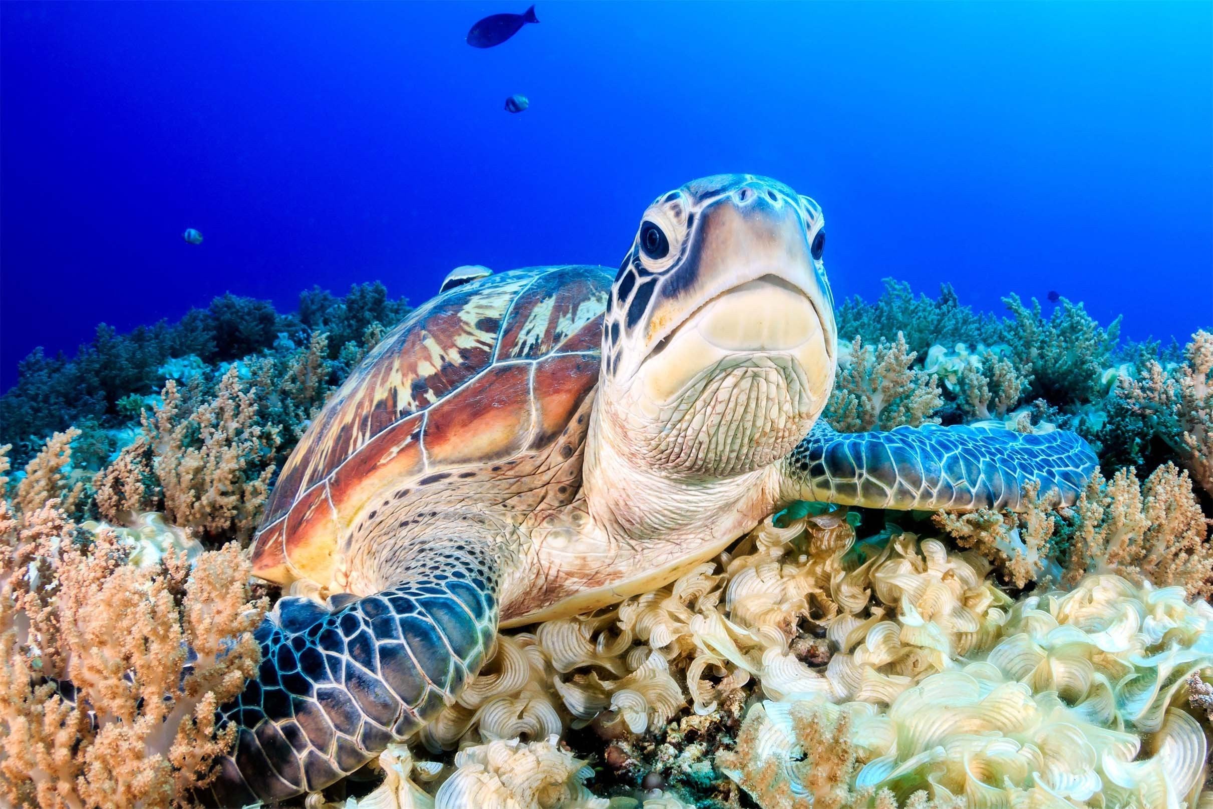 3D Seabed Turtle Kitchen Mat Floor Mural Wallpaper AJ Wallpaper