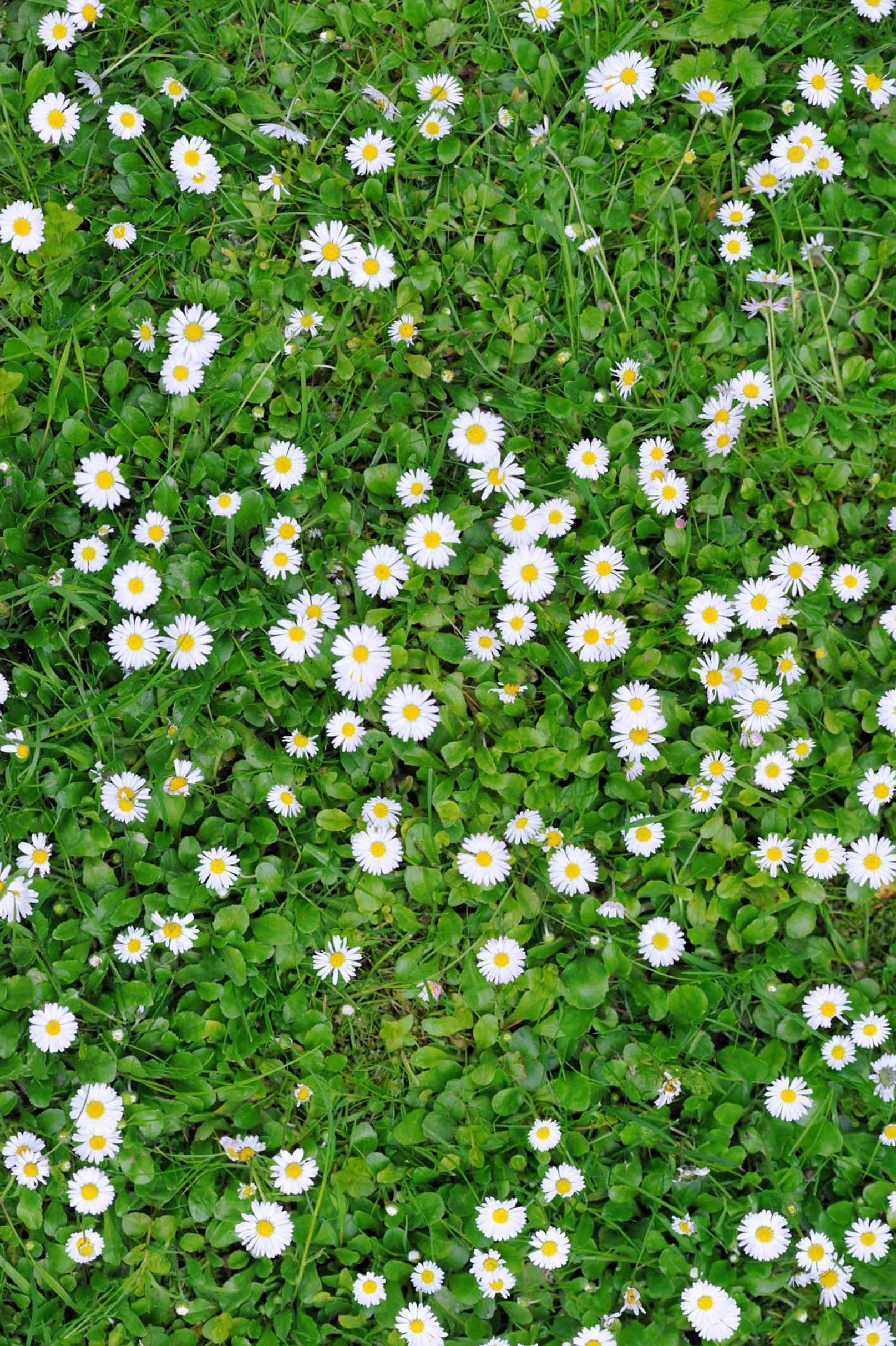 3D Weeds Flowers 1126 Stair Risers Wallpaper AJ Wallpaper