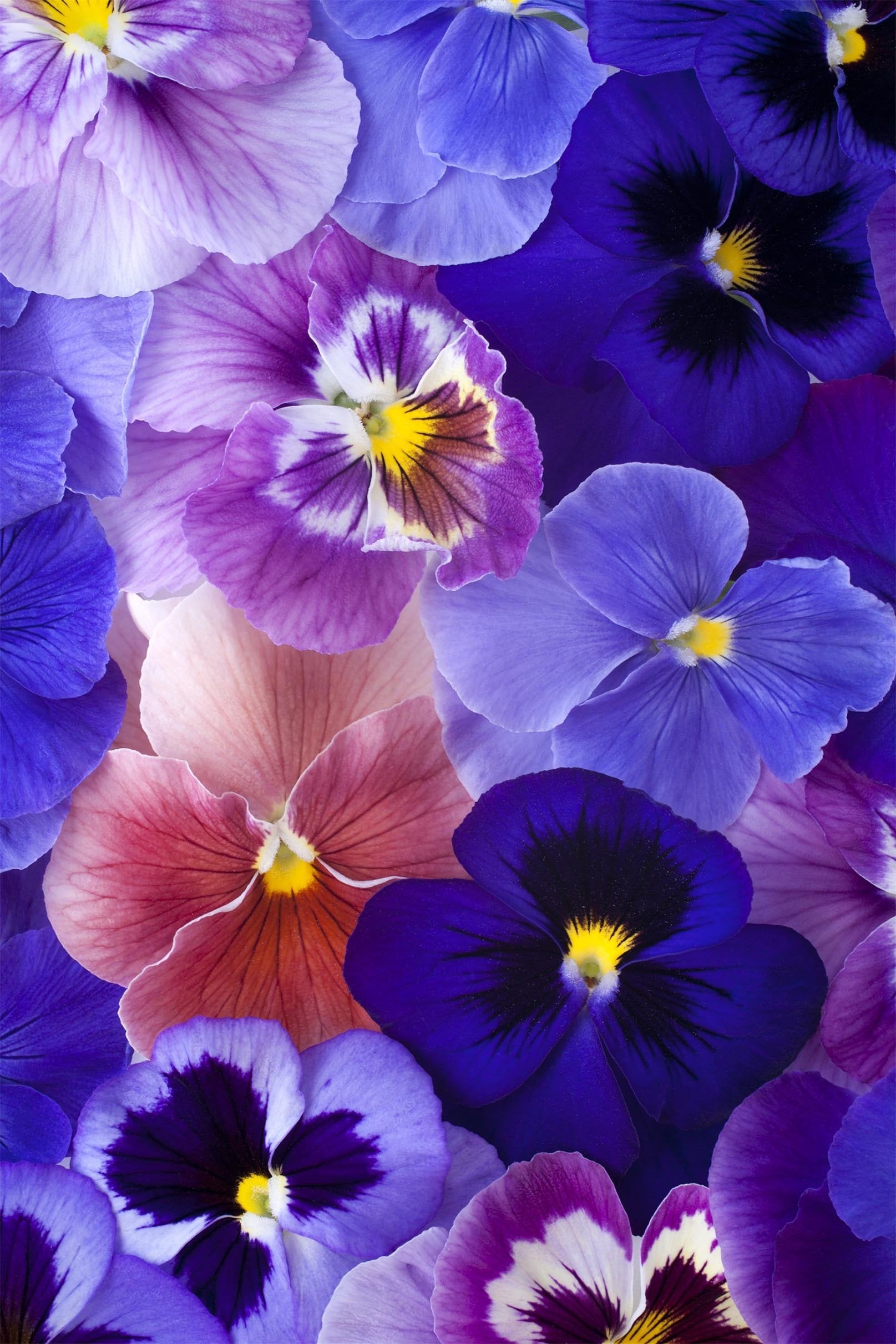 3D Phalaenopsis 1280 Stair Risers Wallpaper AJ Wallpaper