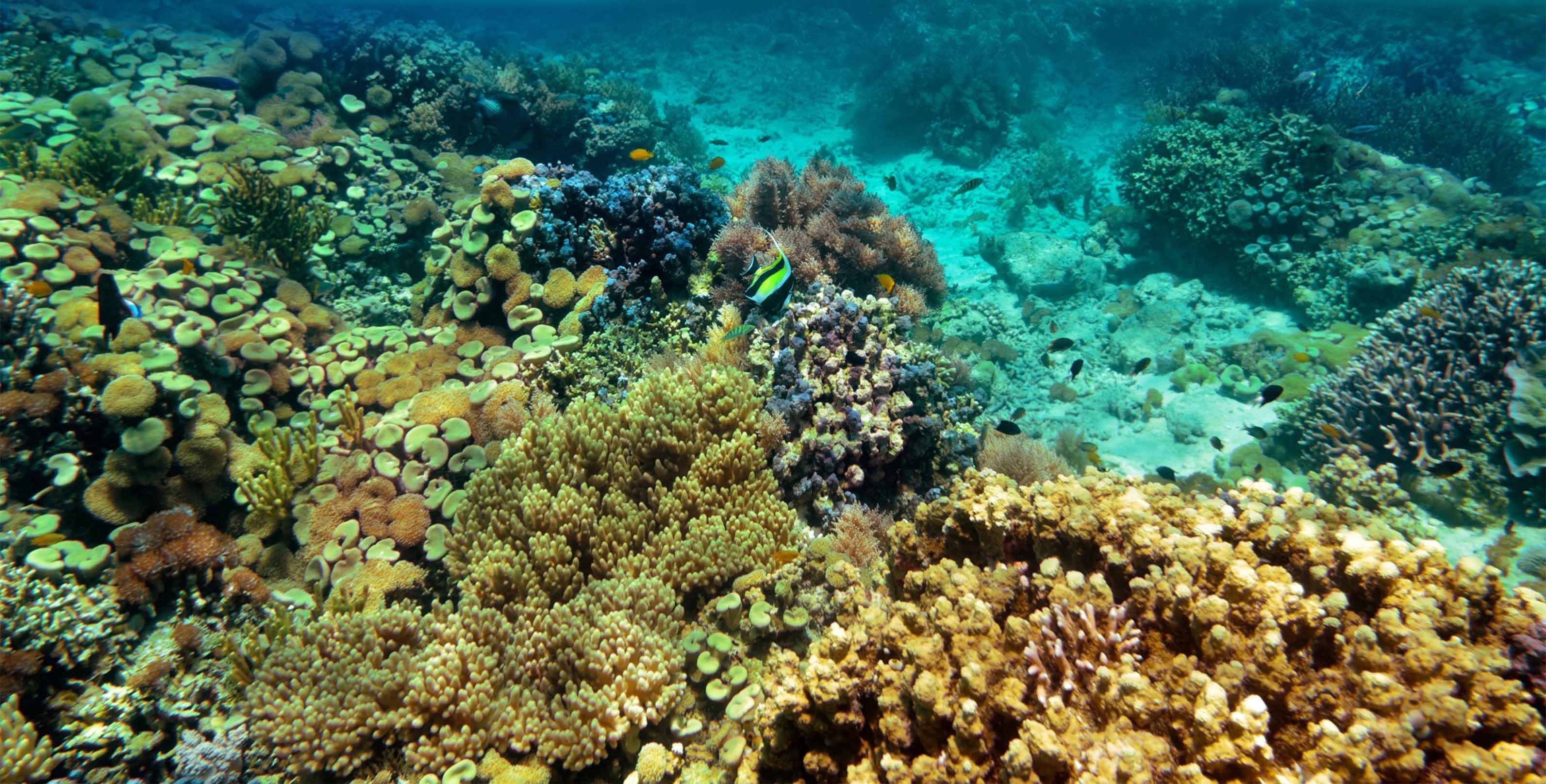 3D Seabed Corals Kitchen Mat Floor Mural Wallpaper AJ Wallpaper