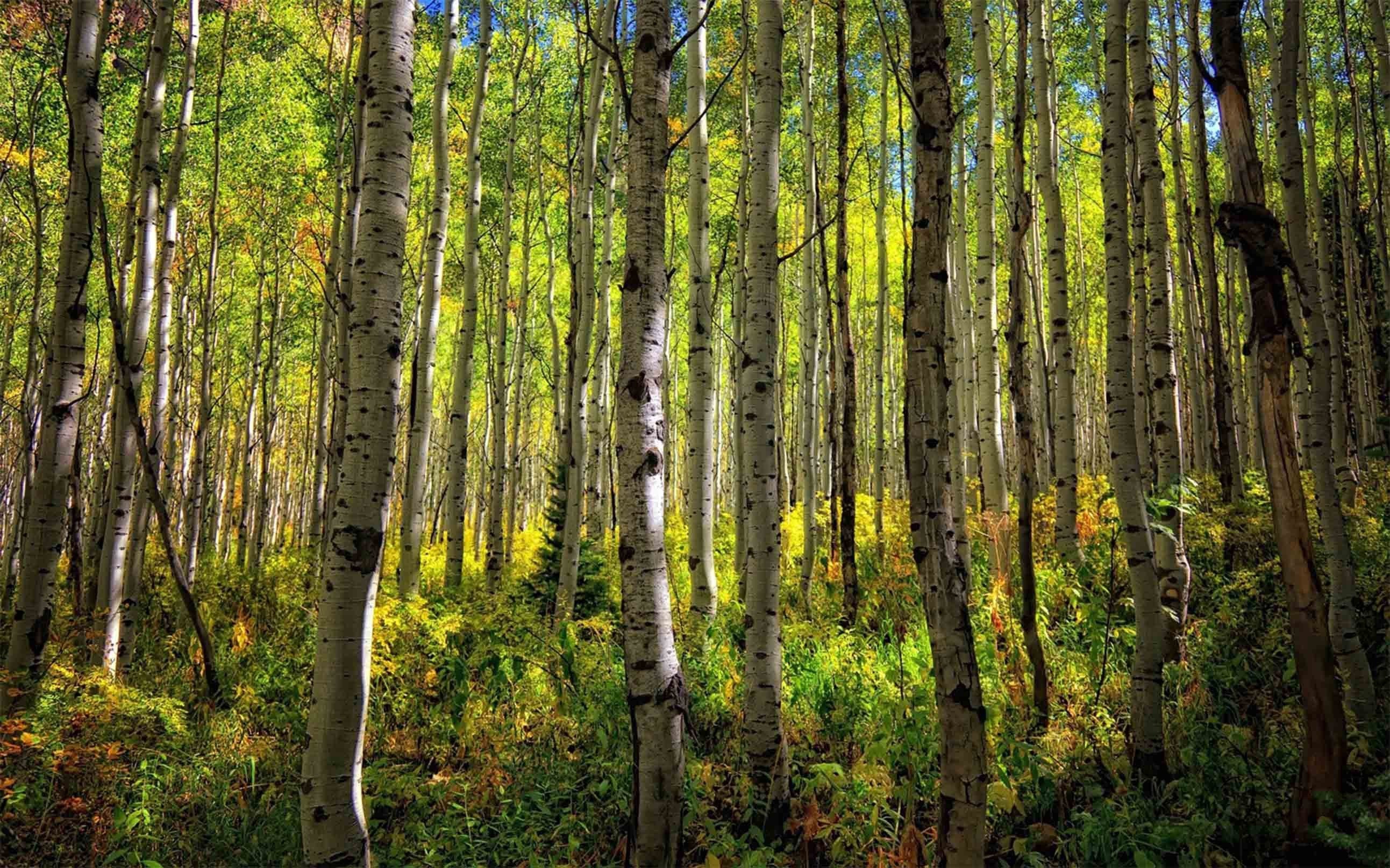 3D Forest Trees Kitchen Mat Floor Mural Wallpaper AJ Wallpaper