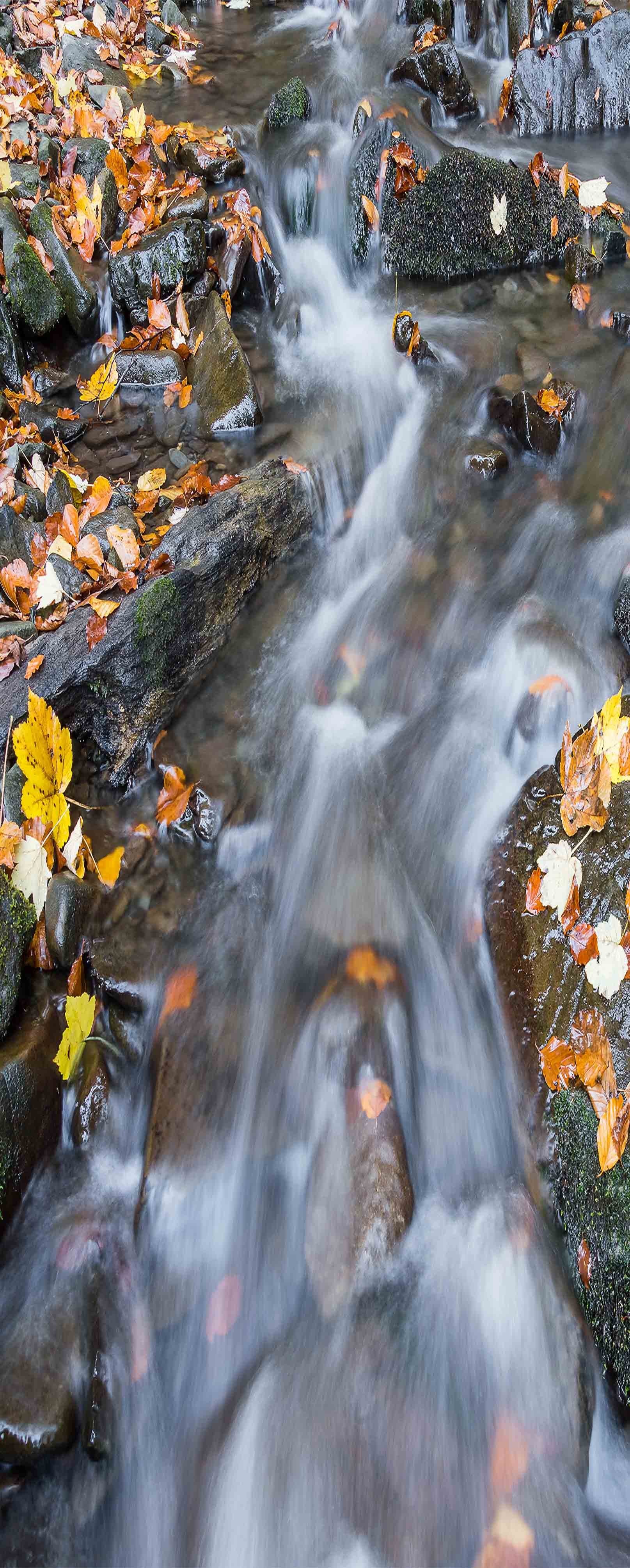 3D River Fallen Leaves 1122 Stair Risers Wallpaper AJ Wallpaper