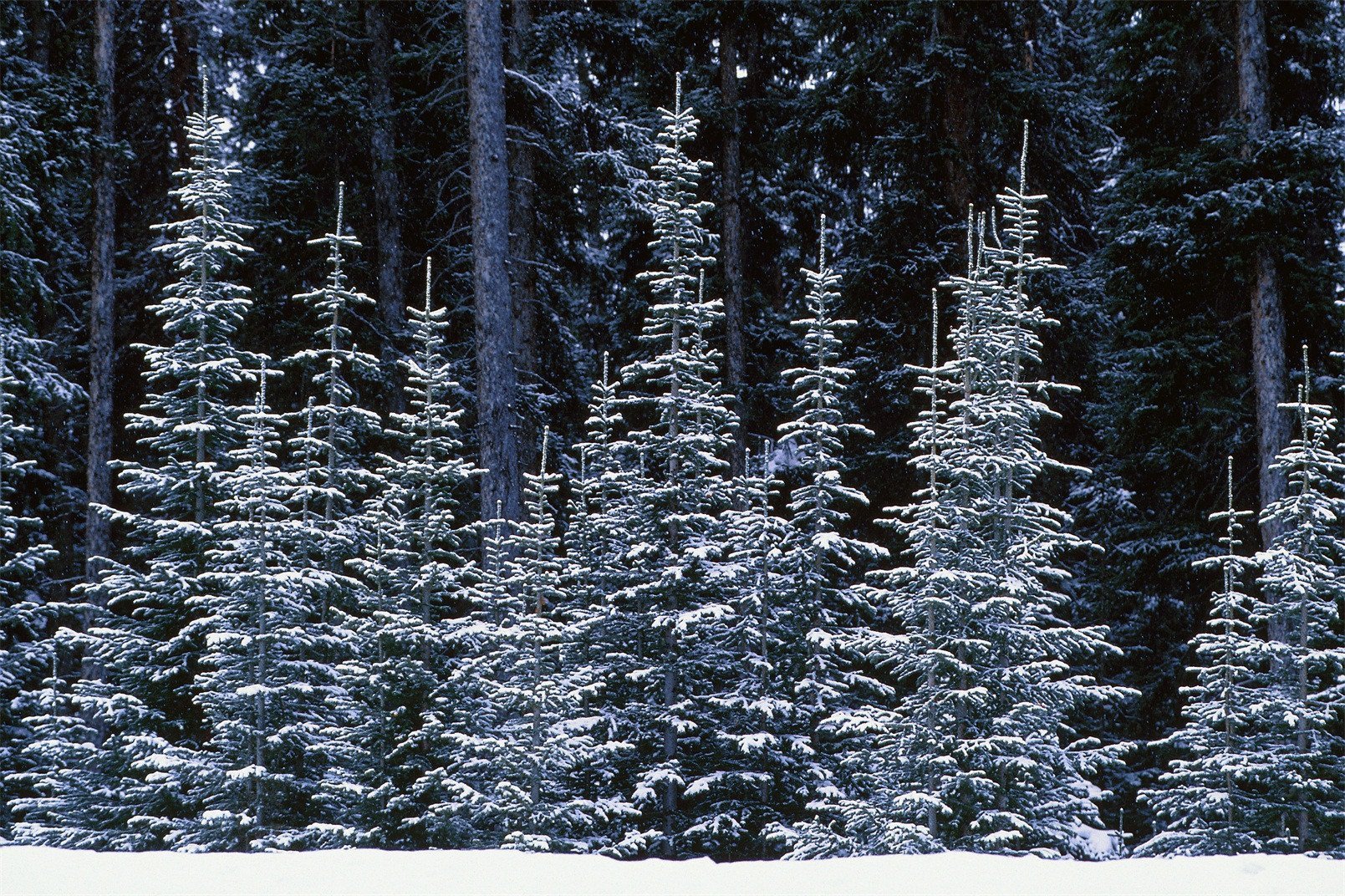 3D Snow Forest 113 Kitchen Mat Floor Mural Wallpaper AJ Wallpaper