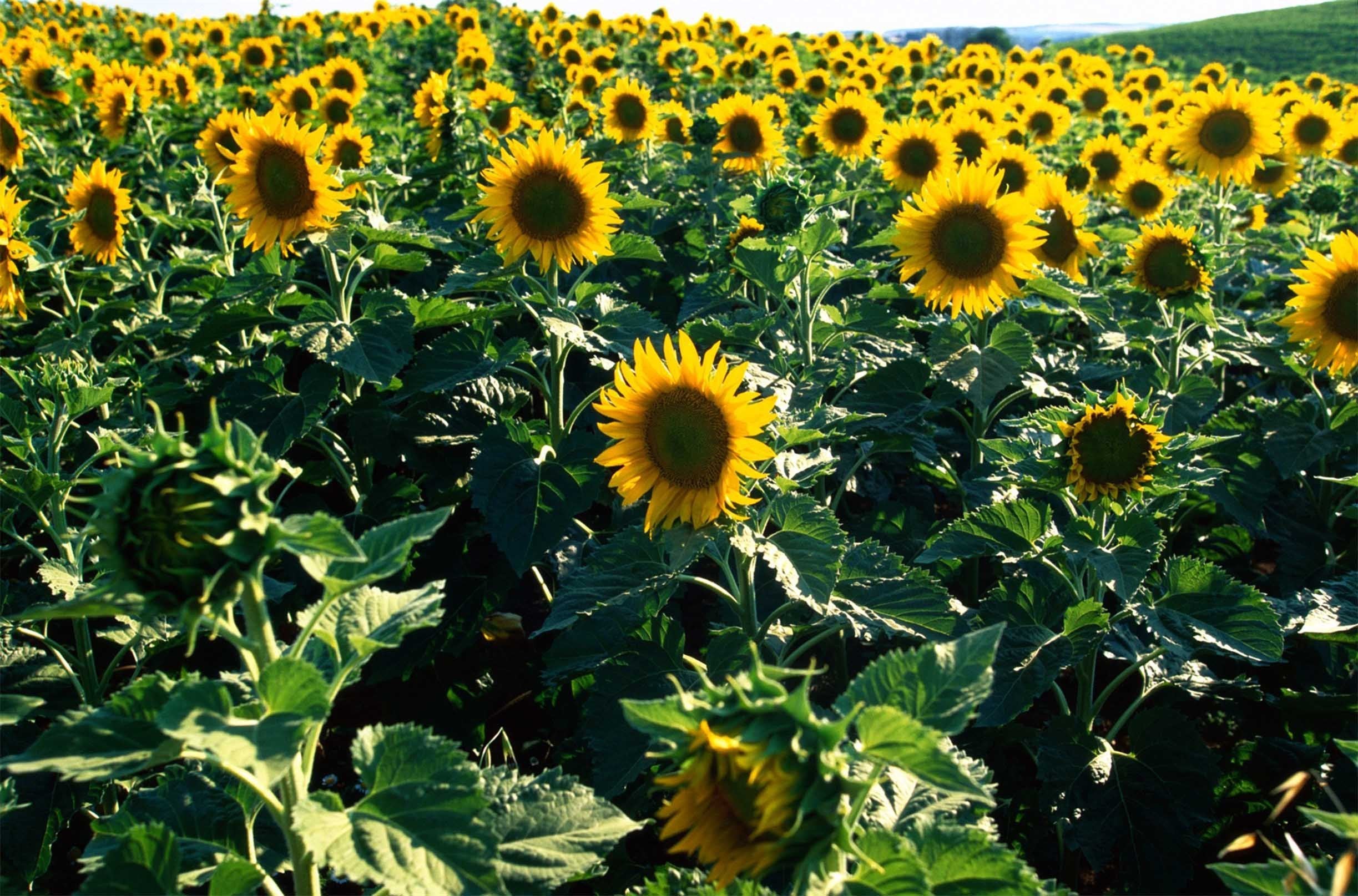 3D Sunflowers Field 086 Kitchen Mat Floor Mural Wallpaper AJ Wallpaper