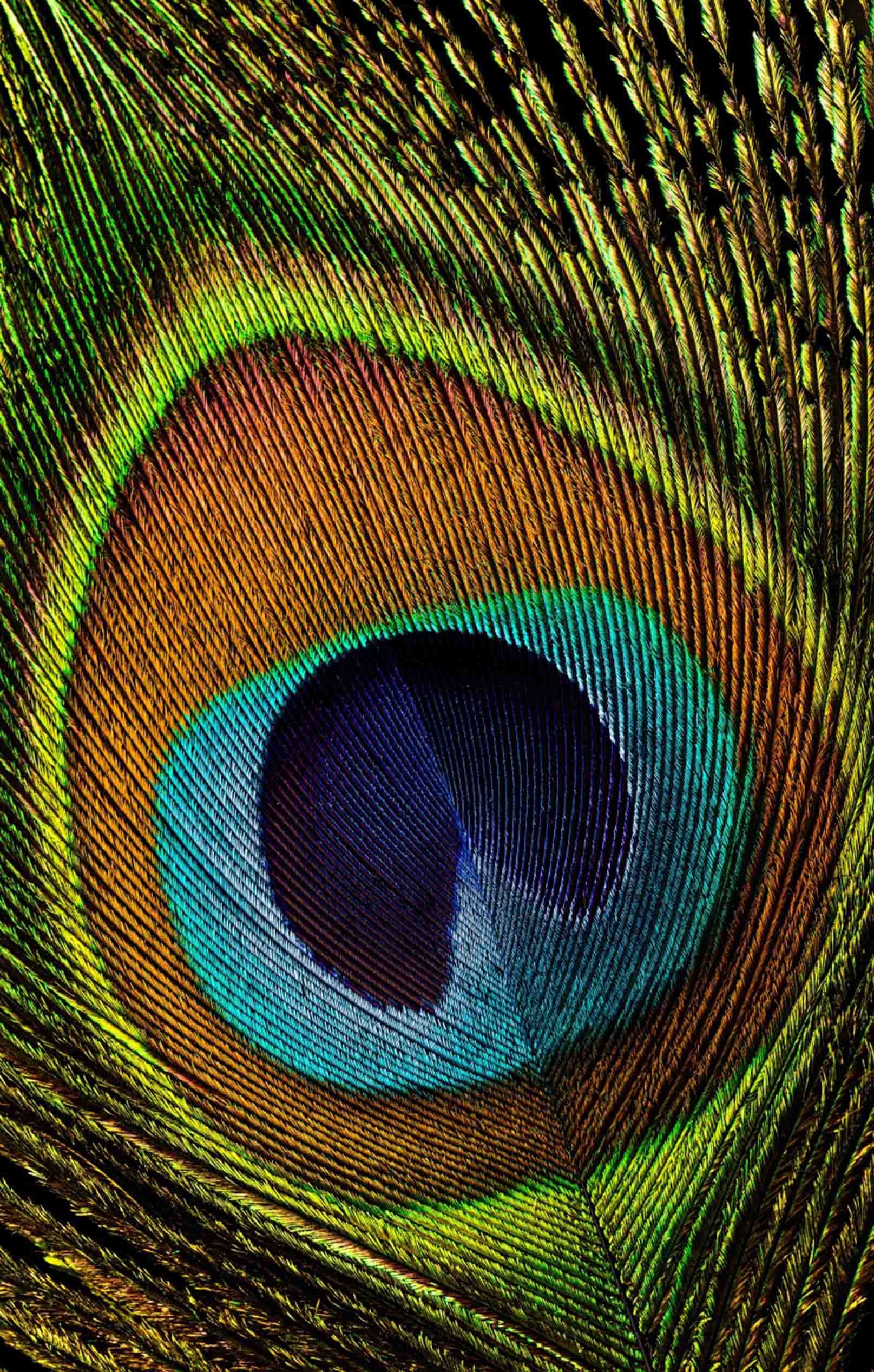 3D Peacock Tail Feather 1109 Stair Risers Wallpaper AJ Wallpaper 