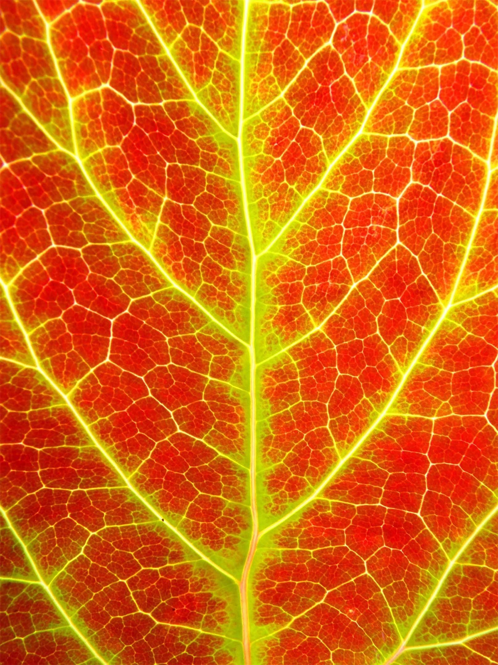 3D Bright Leaf Veins 1110 Stair Risers Wallpaper AJ Wallpaper